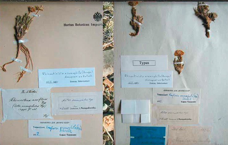 Гербарные эксземпляры вида с современным названием Rhinactinidia eremophila (Bunge) Novopokr. ex Botsch., хранящиеся в парижской коллеции (P) (слева) и в Сибирском отделе Гербария санкт-петербургского Ботанического института им. В. Комарова (LE) (справа)