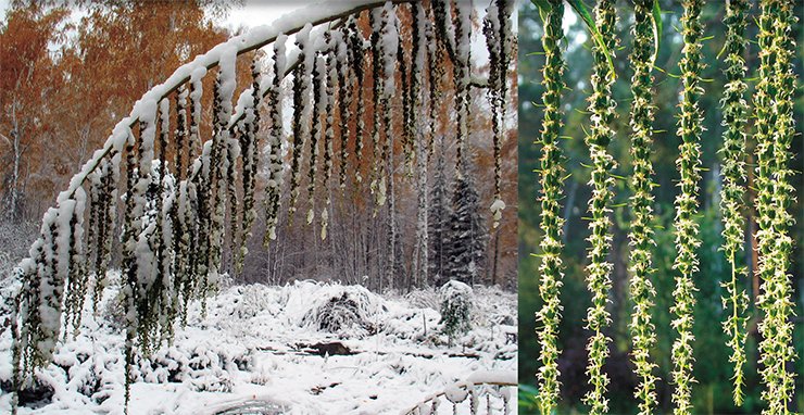 A blooming Datisca cannabina L., a perennial dioecious plant up to 2 meters tall, originating from montane parts of Europe. It has tassel-shaped inflorescences up to 30 cm long. It fruits only when both male and female plants are present
