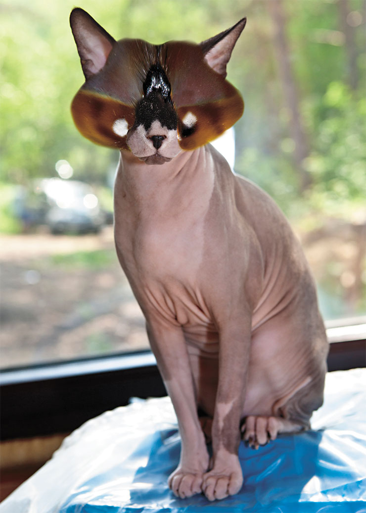 This is what your pet might look like if vertebrates had chosen to develop compound eyes. Photo collage by the author