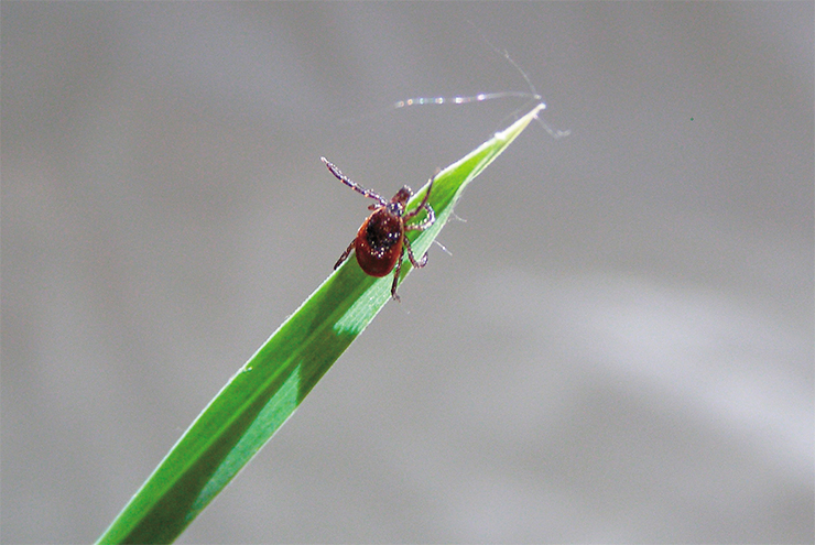 A female taiga tick, the most widespread tick in Russia, waits for its victim. When sitting in ambush, a hungry tick makes vibrational movements with its outstretched first pair of legs until it comes in contact with its victim. Photo by V. Panov