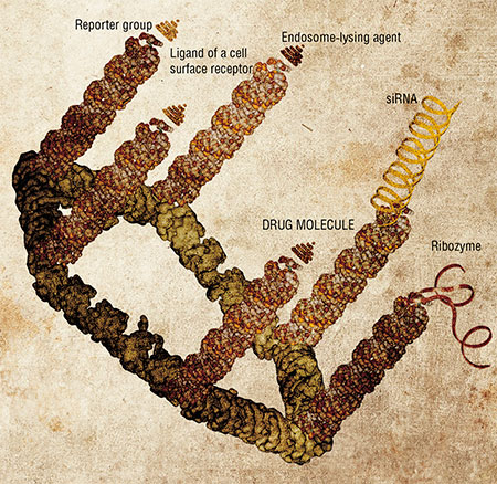 Three-dimensional schematic model of a hypothetical polyfunctional nanoparticle. The hexameric RNA scaffold bears several functional groups, which target the delivery of the whole construct to certain cells, signal that it has been properly delivered, direct the intracellular localization of the construct, and influence the flow of genetic information and other biochemical processes in the cells. After: (Khaled, Guo et al., 2005)