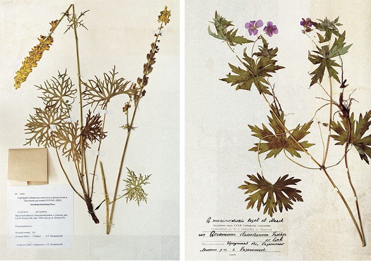 Слева: Aconitum Barbatum Pers. Борец бородатый. Справа: Geranium maximoviczii. Герань Максимовича Слева: Aconitum Barbatum Pers. Борец бородатый. Справа: Geranium maximoviczii. Герань Максимовича