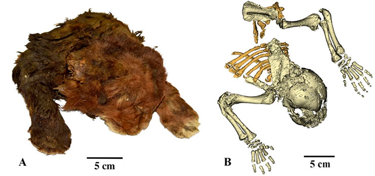 Мумия котенка Homotherium latidens (А) и компьютерная томография сохранившегося скелета (В). По: (Lopatin, Sotnikova, Klimovsky et al., 2024) Мумия котенка Homotherium latidens (А) и компьютерная томография сохранившегося скелета (В). По: (Lopatin, Sotnikova, Klimovsky et al., 2024)