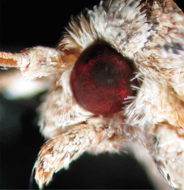 Compound eye of the wax moth (Galleria mellonella)