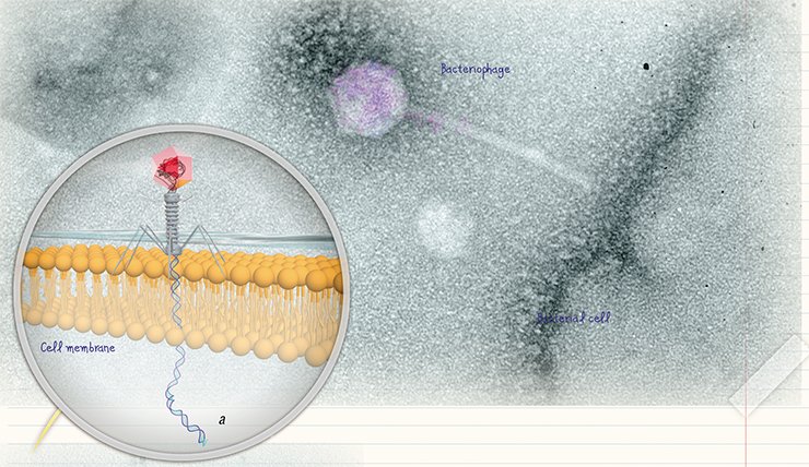 The main stages of Myoviridae bacteriophage reproduction in bacterial cells (a). Virus particles both sorbed on the cell surface and in the cytoplasm in the ultrathin section of an infected bacterial cell (b). Death of a bacterial cell as a result of phage infection: the cytoplasm is lysed and contains daughter phages (c)