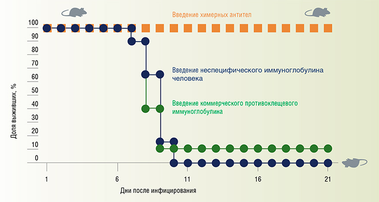 В доклинических испытаниях химерного противоклещевого антитела использовались двухнедельные мыши, зараженные смертельной дозой вируса клещевого энцефалита. Через сутки после заражения одной группе животных вводили препарат антител, другой – коммерческий противоклещевой иммуноглобулин, третьей – неспецифический иммуноглобулин человека в качестве контроля. В результате все животные из первой группы выжили, а из контрольной – погибли. Коммерческий препарат из сыворотки крови защитил лишь 10 % животных. Препарат на основе химерных антител примерно с одинаковой эффективностью защищал мышей от вирусов клещевого энцефалита, принадлежащих к дальневосточному, сибирскому и западному субтипам