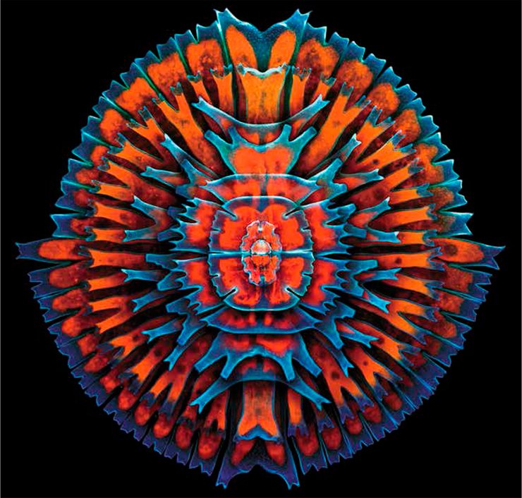 Confocal imaging, 400x. Igor Siwanowicz, HHMI Janelia Farm Research Campus, Ashburn, VA, USA. Third Prize, 2013 Olympus BioScapes Digital Imaging Competition®. www.OlympusBioScapes.com Confocal imaging, 400x. Igor Siwanowicz, HHMI Janelia Farm Research Campus, Ashburn, VA, USA. Third Prize, 2013 Olympus BioScapes Digital Imaging Competition®. www.OlympusBioScapes.com