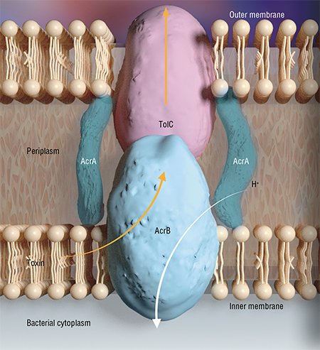 Bacterial efflux pump is a channel connecting the cell cytoplasm with the environment; it is used to eliminate the positively charged toxins. The channel is formed of the proteins AcrA and TolC, while the energy-dependent elimination of toxic compounds from the cytoplasm and periplasm is carried out by the protein AcrB (Klaas, 2009)