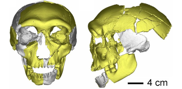 Первоначальная реконструкция черепа HLD. По: (Wu et al., 2019) Первоначальная реконструкция черепа HLD. По: (Wu et al., 2019)
