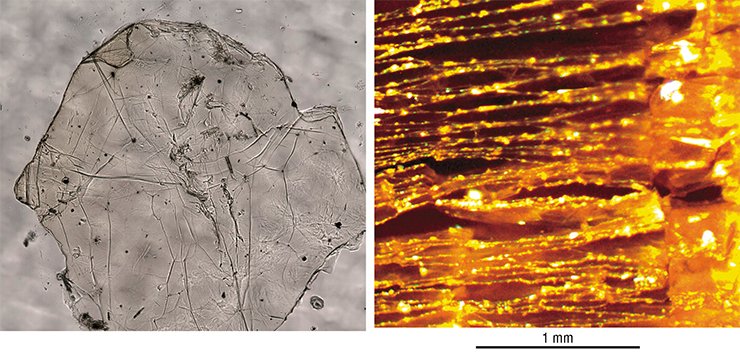 Fluorographene, a promising semiconducting material, can be produced by separating finest scale layers (left) from a piece of graphite fluoride with the layers “driven apart” by various “guest” molecules. Right: The graphite fluoride intercalated with acetonitrile, displaying a distinct multilayer structure. Optical microscopy Fluorographene, a promising semiconducting material, can be produced by separating finest scale layers (left) from a piece of graphite fluoride with the layers “driven apart” by various “guest” molecules. Right: The graphite fluoride intercalated with acetonitrile, displaying a distinct multilayer structure. Optical microscopy
