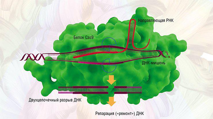Комплекс CRISPR-Cas9 из «гидовой» РНК и белка Cas9 распознает и присоединяется к участку ДНК, где находится целевой ген, и Cas9 разрезает ее в строго определенном месте. В результате возникает разрыв ДНК, куда может быть встроен нужный трансген. По: (Северинов и др., 2016). Внизу – генно-инженерный комплекс CRISPR-Cas9, перерезающий нить ДНК. Визуализация от Visual Science и Сколтеха Комплекс CRISPR-Cas9 из «гидовой» РНК и белка Cas9 распознает и присоединяется к участку ДНК, где находится целевой ген, и Cas9 разрезает ее в строго определенном месте. В результате возникает разрыв ДНК, куда может быть встроен нужный трансген. По: (Северинов и др., 2016). Внизу – генно-инженерный комплекс CRISPR-Cas9, перерезающий нить ДНК. Визуализация от Visual Science и Сколтеха