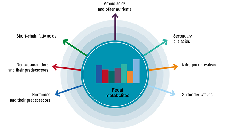 Fecal metabolites are relatively simple compounds that are synthesized by intestinal microorganisms (secondary fatty acids, ammonia, nitrogen oxides, hydrogen sulfide, etc.) or come in with food (amino acids and other nutrients). They are taken up through the intestinal wall and regulate various processes in the human body: digestion, cardiovascular and muscular activity and even cognitive functions. Moreover, metabolites regulate the composition of the intestinal microbiota, actively influence the state of the intestinal wall and inflammatory processes through chemical feedback. Some bacterial metabolites may be toxic to humans (Levy, 2017; Cani, 2019 et al.). Upper center – normal proportion of different metabolites in human feces