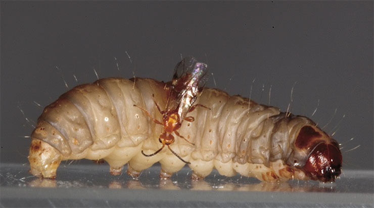 Parasitoid Habrobracon hebetor paralyzes a wax moth (Galleria mellonella, top) larva with venom. The eggs laid by the female on the host hatch into larvae, which begin feeding on the hemolymph of the insect, which remains immobilized yet alive. Photo by V. Glupov Parasitoid Habrobracon hebetor paralyzes a wax moth (Galleria mellonella, top) larva with venom. The eggs laid by the female on the host hatch into larvae, which begin feeding on the hemolymph of the insect, which remains immobilized yet alive. Photo by V. Glupov