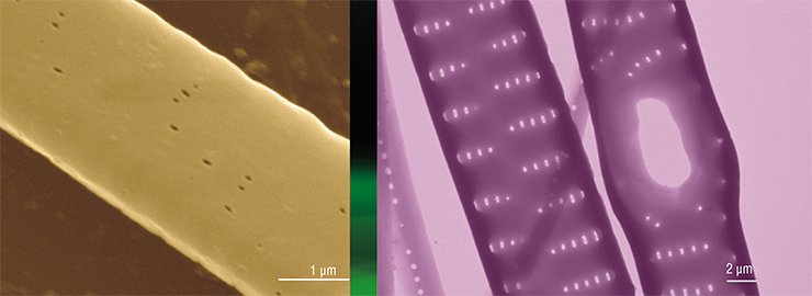 The share of cells displaying various abnormalities in the structure of a silica frustule increases after adding colchicine and paclitaxel to the synchronized cell culture of the pennate araphid diatom Synedra acus. When paclitaxel is added, there can occur such rare abnormalities as large pores in the valve. Transmission and scanning electron microscopy The share of cells displaying various abnormalities in the structure of a silica frustule increases after adding colchicine and paclitaxel to the synchronized cell culture of the pennate araphid diatom Synedra acus. When paclitaxel is added, there can occur such rare abnormalities as large pores in the valve. Transmission and scanning electron microscopy