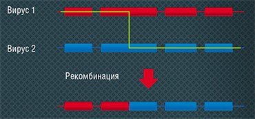 В качестве объектов для своих исследований М. Дельбрюк и его сотрудники использовали мутантные бактериофаги так называемой Т-серии, поражающие кишечную палочку