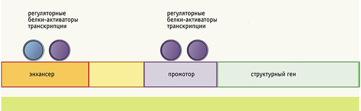 Схема организации регуляторной ДНК. Чтобы считать информацию с гена, необходимо сначала «нажать на спусковой крючок» – активировать его регуляторную часть, энхансеры и промотор Схема организации регуляторной ДНК. Чтобы считать информацию с гена, необходимо сначала «нажать на спусковой крючок» – активировать его регуляторную часть, энхансеры и промотор