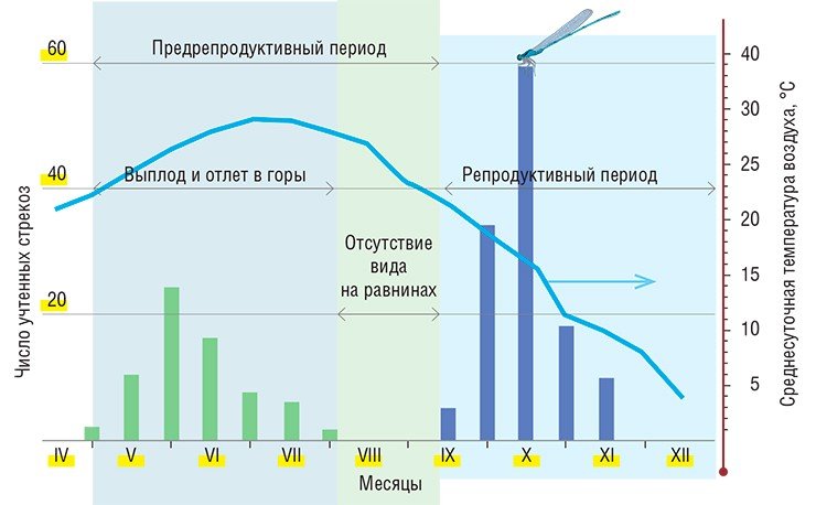 Сезонная динамика численности Sympetrum arenicolor в заповеднике «Тигровая Балка» (Юго-Западный Таджикистан) по объединенным данным учетов стрекоз 1978—1980 гг. Выплод стрекоз этого вида в заповеднике продолжается с мая по июль, но их численность начинает снижаться уже в июне, так как они постепенно улетают в горы. В августе и первой половине сентября симпетрумы, прежде многочисленные, в заповеднике вообще не встречаются. Таким образом, самый жаркий период эти стрекозы проводят в «прохладных» горах и лишь в середине сентября начинают возвращаться для размножения на равнины Сезонная динамика численности Sympetrum arenicolor в заповеднике «Тигровая Балка» (Юго-Западный Таджикистан) по объединенным данным учетов стрекоз 1978—1980 гг. Выплод стрекоз этого вида в заповеднике продолжается с мая по июль, но их численность начинает снижаться уже в июне, так как они постепенно улетают в горы. В августе и первой половине сентября симпетрумы, прежде многочисленные, в заповеднике вообще не встречаются. Таким образом, самый жаркий период эти стрекозы проводят в «прохладных» горах и лишь в середине сентября начинают возвращаться для размножения на равнины