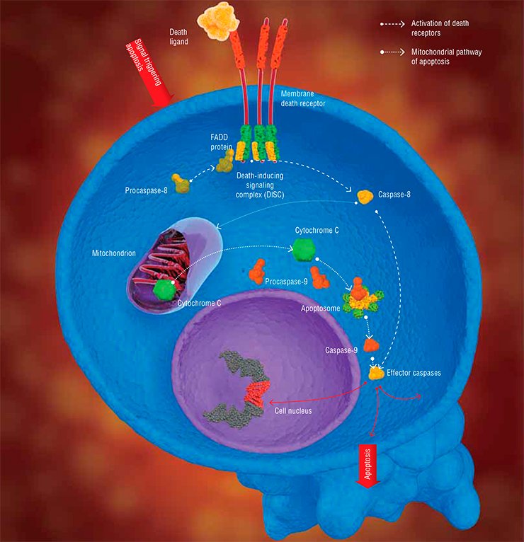 Apoptosis can be initiated via two pathways: intrinsic, or mitochondrial; and extrinsic, which is mediated by activation of death receptors. In both cases, the key moment is formation of initiator apoptotic complexes (apoptosomes and DISC, respectively) and activation of initiator caspases (caspase-9 and caspase-8). The initiator caspases activate effector caspases, which, in turn, activate a number of proteins that implement the program of self-liquidation Apoptosis can be initiated via two pathways: intrinsic, or mitochondrial; and extrinsic, which is mediated by activation of death receptors. In both cases, the key moment is formation of initiator apoptotic complexes (apoptosomes and DISC, respectively) and activation of initiator caspases (caspase-9 and caspase-8). The initiator caspases activate effector caspases, which, in turn, activate a number of proteins that implement the program of self-liquidation