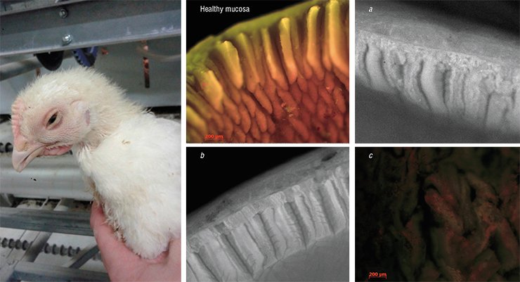 This chicken, infected with a metapneumovirus that causes a severe respiratory disease, can easily die if infected by some bacteria, since in this case antibiotics turn out to be ineffective. The chickens had dystrophic and inflammatory changes in the small intestinal mucosa; in this case, administration of antibiotics is not only inefficient but even increases the mortality rate: (a) viral enteritis of the duodenum complicated by bacterial infection; (b) edema of the duodenal mucosa against the background of an unknown, presumably viral infection; and (c) necrosis of the small intestinal mucosa against the background of Clostridium and Eimeria infections. Photo by the courtesy of V. Afonyushkin This chicken, infected with a metapneumovirus that causes a severe respiratory disease, can easily die if infected by some bacteria, since in this case antibiotics turn out to be ineffective. The chickens had dystrophic and inflammatory changes in the small intestinal mucosa; in this case, administration of antibiotics is not only inefficient but even increases the mortality rate: (a) viral enteritis of the duodenum complicated by bacterial infection; (b) edema of the duodenal mucosa against the background of an unknown, presumably viral infection; and (c) necrosis of the small intestinal mucosa against the background of Clostridium and Eimeria infections. Photo by the courtesy of V. Afonyushkin