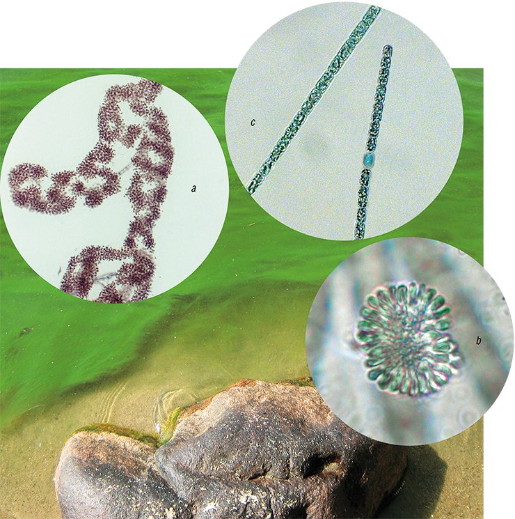 All these species of cyanobacteria from the Lake Kotokelskoye are potentially toxic: а – Microcystis aeruginosa; b – Snowella lacustris; c – Aphanizomenon flos-aquae. Optic microscopy