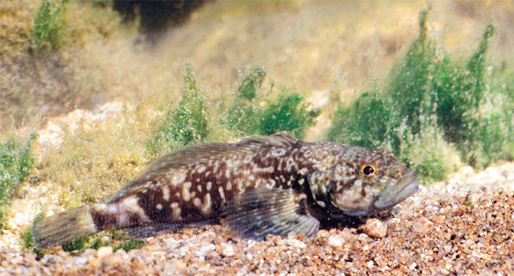 Красная широколобка (Procottus jeittelesii) наиболее распространена на каменистых грунтах Южного Байкала. Нерестится в феврале-марте подо льдом