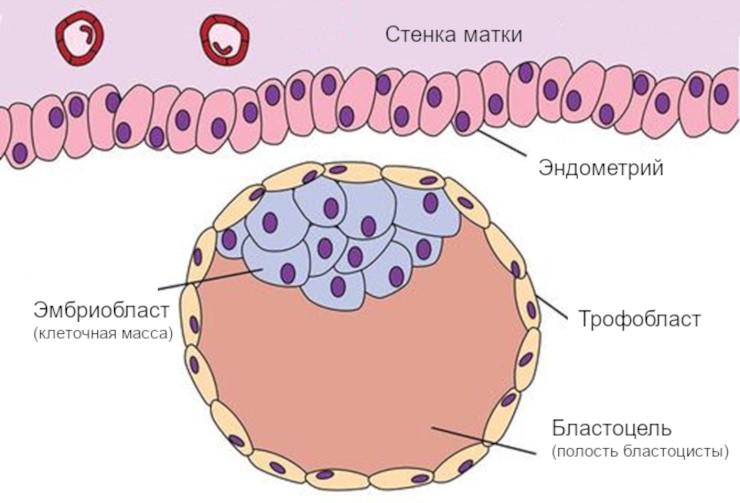 Бластоциста состоит из внутреннего и внешнего слоев клеток. Внутренний слой (эмбриобласт) разовьется в новый организм, внешний слой (трофобласт) – в поддерживающие структуры. © CC BY-SA 3.0/ Zachary Wilson / CK-12 Foundation Бластоциста состоит из внутреннего и внешнего слоев клеток. Внутренний слой (эмбриобласт) разовьется в новый организм, внешний слой (трофобласт) – в поддерживающие структуры. © CC BY-SA 3.0/ Zachary Wilson / CK-12 Foundation