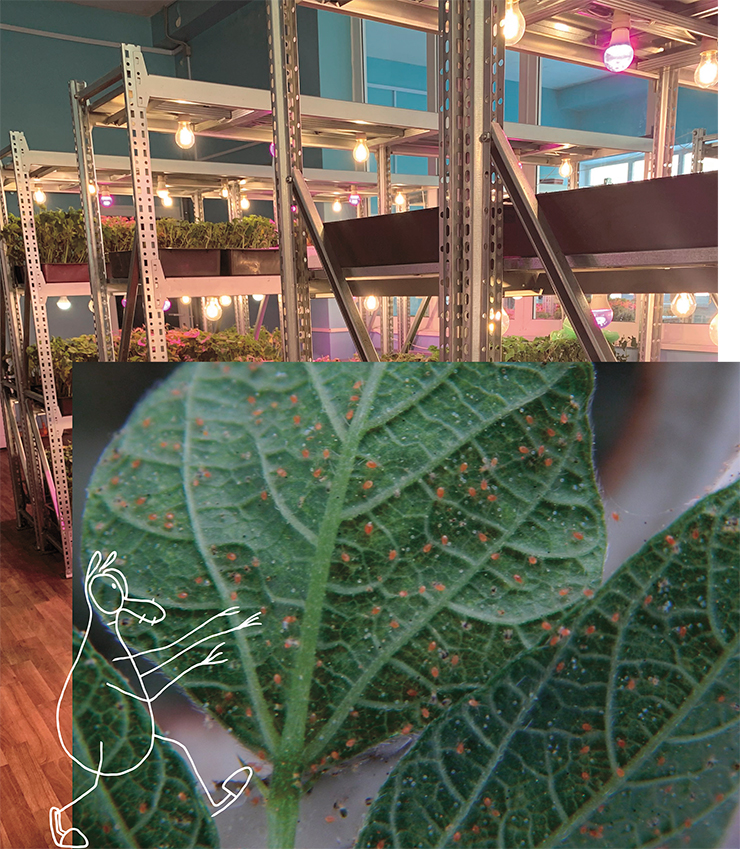 Особи клеща Phytoseiulus persimiilis (окрашены в розовато-красный цвет) охотятся на листе фасоли, пораженной обыкновенным паутинным клещом в лаборатории НГАУ, где хищный клещ успешно разводится в течение всего года. Фото А. Зенковой Особи клеща Phytoseiulus persimiilis (окрашены в розовато-красный цвет) охотятся на листе фасоли, пораженной обыкновенным паутинным клещом в лаборатории НГАУ, где хищный клещ успешно разводится в течение всего года. Фото А. Зенковой