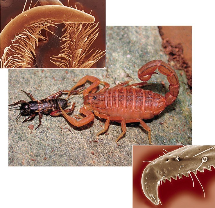 Слева: хелицера Anuroctonus pococki (сем. Chactidae). Внизу: неподвижный палец педипальпы (клешни) Serradigitus gertschi (сем. Vaejovidae). Сканирующий электронный микроскоп. Фото Д. Неффа и М. Брюэра. В центре: индийский скорпион Mesobuthus tamulus (сем. Buthidae) с добычей. Фото Я. О. Рейна