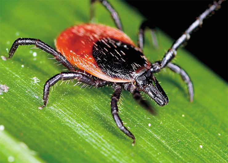 Castor-bean tick (Ixodes ricinus), a typical representative of ixodid ticks, which is widespread in Eurasia. © Philippe Garcelon Castor-bean tick (Ixodes ricinus), a typical representative of ixodid ticks, which is widespread in Eurasia. © Philippe Garcelon