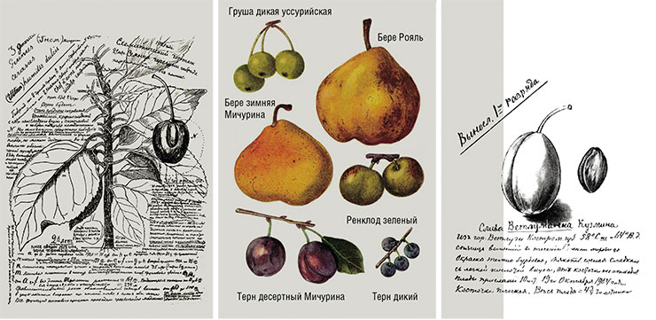 Page from Michurin’s journal with notes and sketches related to cherry hybrids (left). Early 1920s. illustration to an article about Michurin in the first edition of the Great Soviet Encyclopedia (in the center). 1938. Page from Michurin’s journal with a description of a resistant plum variety (right). 1904. Public Domain