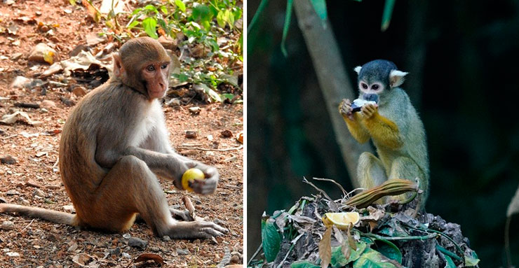 Макака-резус (Macaca mulatta) и боливийский саймири (Saimiri boliviensis). © CC BY-SA 4.0/Dr. Raju Kasambe; Tim