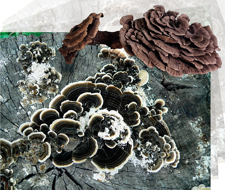The turkey tail fungus (Trametes versicolor) owes its vernacular name to its colorfully zoned, fan-shaped fruitbodies. This cosmopolitan species forms colonies on stumps and dead wood. It is inedible due to tough flesh, but is widely used to prevent and treat cancer, liver disease, including hepatitis, and as an antiviral and antibacterial agent The turkey tail fungus (Trametes versicolor) owes its vernacular name to its colorfully zoned, fan-shaped fruitbodies. This cosmopolitan species forms colonies on stumps and dead wood. It is inedible due to tough flesh, but is widely used to prevent and treat cancer, liver disease, including hepatitis, and as an antiviral and antibacterial agent