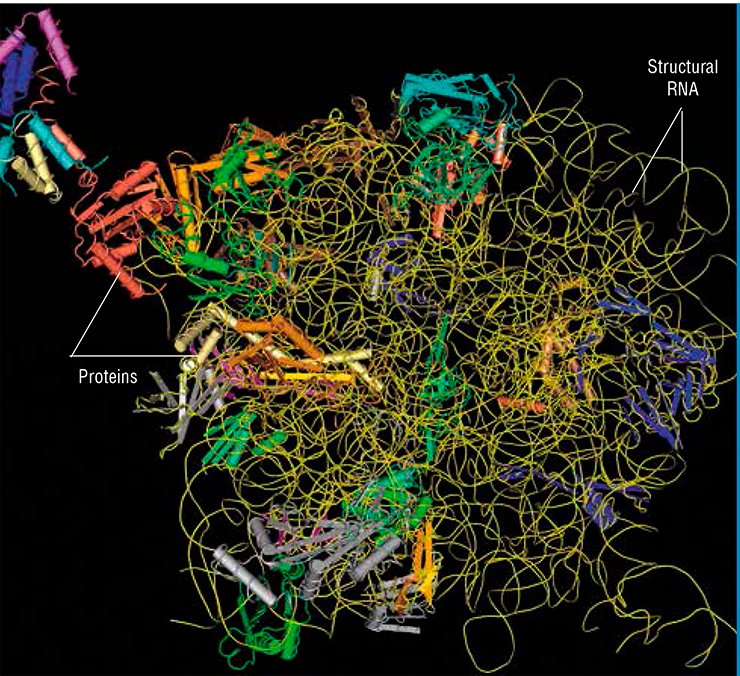 The ribosome contains three RNA species, namely, the coding mRNA, carrying the information about protein structure, and two noncoding RNAs, directly involved in protein synthesis. Structural ribosomal RNAs together with proteins form the backbone of ribosomal subunits; transfer RNAs activate the amino acids used in protein synthesis and transport them to ribosomes