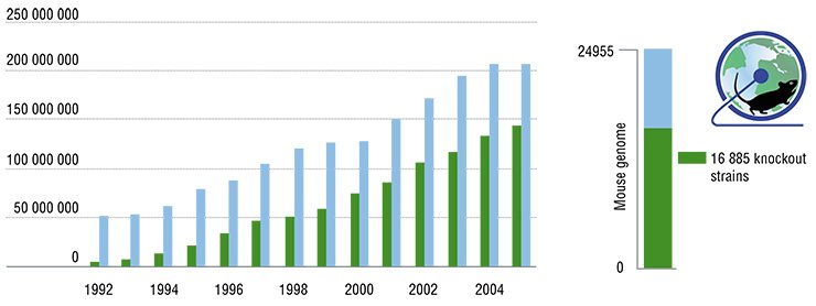 The total population of laboratory mice in Japanese universities and pharmacological companies has been increasing (left) owing to transgenic (including knockout) strains, which, in particular, simulate various genetically determined human pathologies. Judging by the number of the embryonic stem cells with knocked-out individual genes contained in the collection of the International Knockout Mouse Consortium, IKMC, (right), it is currently possible to create the genetic strains of knockout mice that would cover over half mouse genome. The data as of May 15, 2011 The total population of laboratory mice in Japanese universities and pharmacological companies has been increasing (left) owing to transgenic (including knockout) strains, which, in particular, simulate various genetically determined human pathologies. Judging by the number of the embryonic stem cells with knocked-out individual genes contained in the collection of the International Knockout Mouse Consortium, IKMC, (right), it is currently possible to create the genetic strains of knockout mice that would cover over half mouse genome. The data as of May 15, 2011