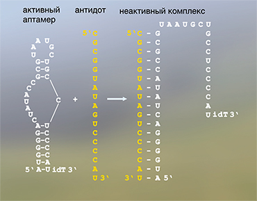 Аптамер к фактору свертывания крови IXa. Антисмысловой олигонуклеотид в роли антидота способен связываться и инактивировать антикоагулянт