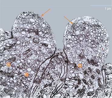 Receptor cells (pk) of the yellowfin sculpin during the spawning period, in the dendritic neurosecretion phase. Cilia (indicated by arrows) are localized inside the dendrites. One can see numerous vesicles (V), which are transported to the top of the cell where they embed themselves into the membrane, releasing their contents into the olfactory mucus