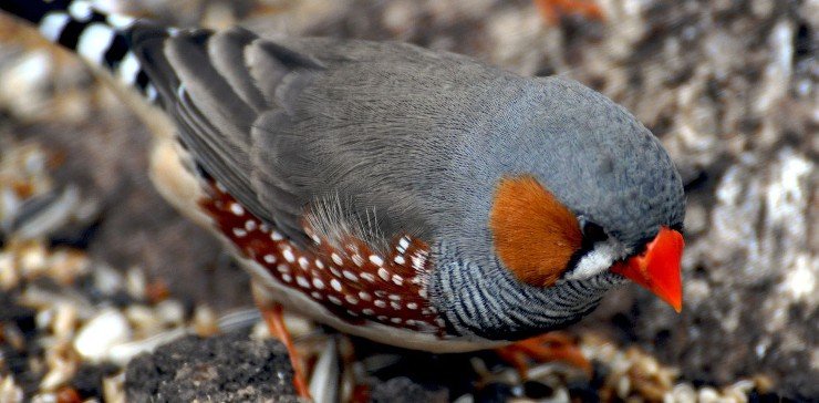 Самец зебровой амадины (Taeniopygia guttata)