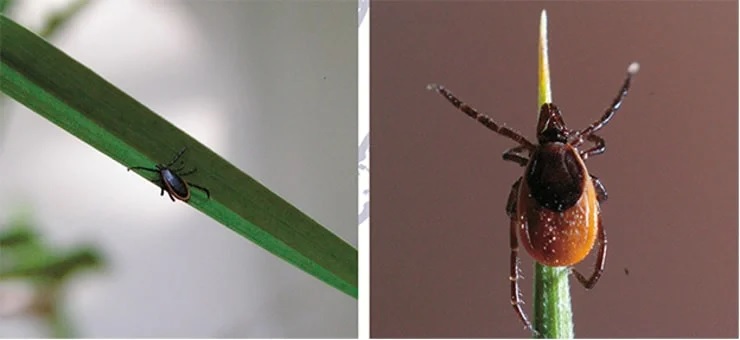 Самец и самка таежного клеща (Ixodes persulcatus) – самого распространенного иксодового клеща на территории России: ареал простирается от северо-западных районов (Ленинградская область, Карелия) через всю страну до Дальнего Востока. Служит переносчиком возбудителей самых тяжелых форм клещевого энцефалита, а также клещевого боррелиоза и возвратных лихорадок. Фото В. Панова и С. Ткачева Самец и самка таежного клеща (Ixodes persulcatus) – самого распространенного иксодового клеща на территории России: ареал простирается от северо-западных районов (Ленинградская область, Карелия) через всю страну до Дальнего Востока. Служит переносчиком возбудителей самых тяжелых форм клещевого энцефалита, а также клещевого боррелиоза и возвратных лихорадок. Фото В. Панова и С. Ткачева