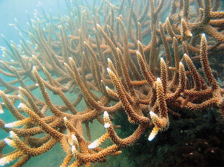 Ветвистые колонии кораллов р. Acropora – обычные обитатели благополучных рифов Ветвистые колонии кораллов р. Acropora – обычные обитатели благополучных рифов