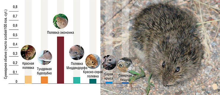 Относительная численность видов мелких млекопитающих на территории Норильского промышленного района по результатам количественного учета в 2022 г. в рамках Большой научной экспедиции. Полевка Миддендорфа (Microtus middendorffii) в год может приносить до 3 пометов. Для нее, как и для леммингов, характерны циклические колебания численности. Фото Ю. Литвинова Относительная численность видов мелких млекопитающих на территории Норильского промышленного района по результатам количественного учета в 2022 г. в рамках Большой научной экспедиции. Полевка Миддендорфа (Microtus middendorffii) в год может приносить до 3 пометов. Для нее, как и для леммингов, характерны циклические колебания численности. Фото Ю. Литвинова