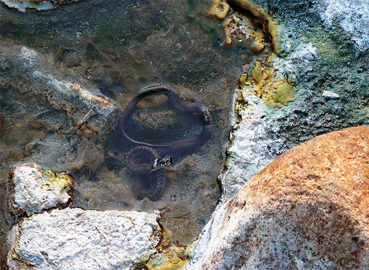 Snakes like it warm. Allinsk springs, Buriatia Snakes like it warm. Allinsk springs, Buriatia