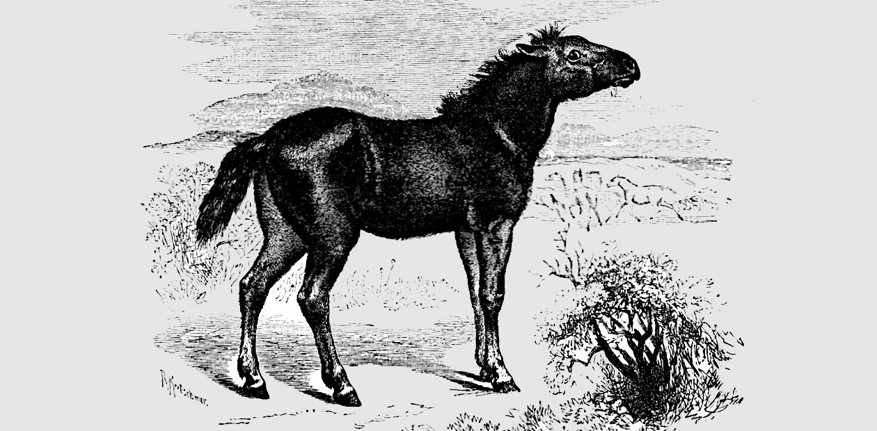 Тарпан (Equus ferus gmelini) – вымерший подвид дикой лошади, возможно, один из предков современных лошадей. Public Domain Тарпан (Equus ferus gmelini) – вымерший подвид дикой лошади, возможно, один из предков современных лошадей. Public Domain