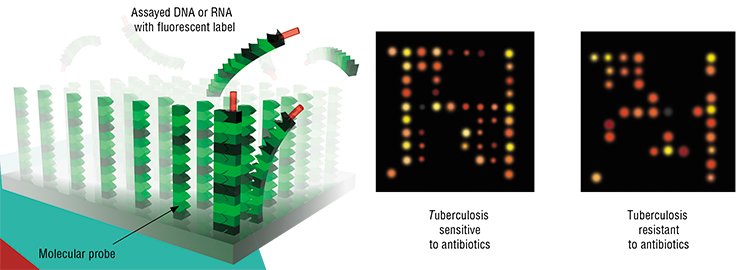 Biochip is an array of many cells each containing molecular probes capable of specifically binding a certain biological molecule or its fragment (for example, DNA sequence). To record the interaction event, the assayed sample before incubation is labeled with a fluorescent dye. The fluorescence pattern demonstrates the presence (or absence) of the target molecules in the sample; note that a single biochip carries manifold molecular probes. A microarray designed at the Engelhardt Institute of Molecular Biology (Moscow, Russia) for diagnosing various tuberculosis forms and intended for detecting the variants resistant to the standard antibiotics rifampin and isoniazid (according to Sinyakov, 2007) Biochip is an array of many cells each containing molecular probes capable of specifically binding a certain biological molecule or its fragment (for example, DNA sequence). To record the interaction event, the assayed sample before incubation is labeled with a fluorescent dye. The fluorescence pattern demonstrates the presence (or absence) of the target molecules in the sample; note that a single biochip carries manifold molecular probes. A microarray designed at the Engelhardt Institute of Molecular Biology (Moscow, Russia) for diagnosing various tuberculosis forms and intended for detecting the variants resistant to the standard antibiotics rifampin and isoniazid (according to Sinyakov, 2007)