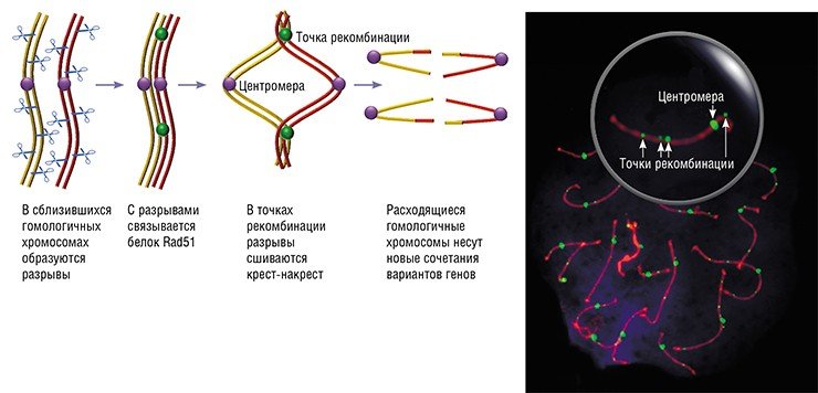 Кошки – чемпионы по частоте генетической рекомбинации, т. е. обмена участками парных хромосом при мейотическом делении клеток. На хромосомах кота, окрашенных флуоресцентными антителами, хорошо видны центромеры, которые дают сильный сигнал, и точки рекомбинации (сайты связывания белка MLH1), дающие более слабый сигнал. Обратите внимание, как близко на некоторых хромосомах друг от друга и от центромер расположены точки рекомбинации Кошки – чемпионы по частоте генетической рекомбинации, т. е. обмена участками парных хромосом при мейотическом делении клеток. На хромосомах кота, окрашенных флуоресцентными антителами, хорошо видны центромеры, которые дают сильный сигнал, и точки рекомбинации (сайты связывания белка MLH1), дающие более слабый сигнал. Обратите внимание, как близко на некоторых хромосомах друг от друга и от центромер расположены точки рекомбинации