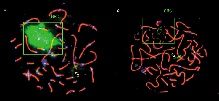 A DNA probe marked with green fluorochrome made for the zebra finch chromosome hybridizes with the zebra finch GRC very well (a), but a Bengalese finch GRC probe does it much worse (b). The greater the evolutionary gap between two species, the lower the similarity of their GRC’s and, consequently, the degree of hybridization. The probe hybridizes not only with the GRC, but also with specific regions of the chromosomes from the main set, where there are original copies of sequences contained in the GRC (for example, in the third chromosome). Photo: K. Zadesenets and T. Karamysheva A DNA probe marked with green fluorochrome made for the zebra finch chromosome hybridizes with the zebra finch GRC very well (a), but a Bengalese finch GRC probe does it much worse (b). The greater the evolutionary gap between two species, the lower the similarity of their GRC’s and, consequently, the degree of hybridization. The probe hybridizes not only with the GRC, but also with specific regions of the chromosomes from the main set, where there are original copies of sequences contained in the GRC (for example, in the third chromosome). Photo: K. Zadesenets and T. Karamysheva