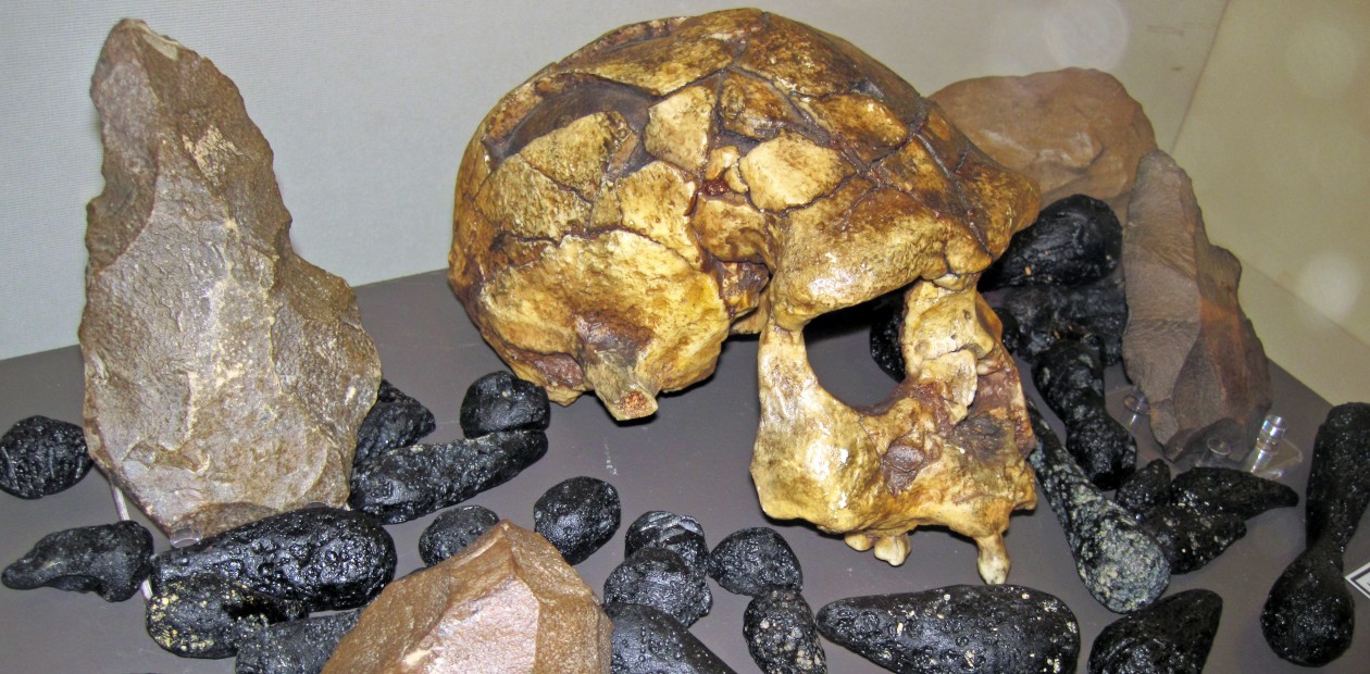 Череп Homo erectus из Индонезии (Дюбуа, 1893). © CC BY-SA 2.0/James St. John Череп Homo erectus из Индонезии (Дюбуа, 1893). © CC BY-SA 2.0/James St. John