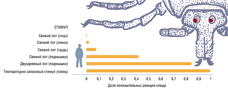 Эксперименты по изучению поведенческой реакции иксодовых клещей на запаховые стимулы показали, что среди образцов пота молодых мужчин, собранных на фильтровальную бумагу, наиболее привлекательным оказались образцы из подмышечной области. Более высокую привлекательность для клещей имели и «несвежие» образцы мочи лабораторных мышей. В природе такие мочевые метки оставляют при мечении территории взрослые самцы мелких млекопитающих, чей иммунитет обычно подавлен высоким уровнем мужского полового гормона тестостерона. Привлекательность таких «несвежих» образцов пота и мочи может быть связана с их бактериальной трансформацией. По: (Мошкин и др., 2007) Эксперименты по изучению поведенческой реакции иксодовых клещей на запаховые стимулы показали, что среди образцов пота молодых мужчин, собранных на фильтровальную бумагу, наиболее привлекательным оказались образцы из подмышечной области. Более высокую привлекательность для клещей имели и «несвежие» образцы мочи лабораторных мышей. В природе такие мочевые метки оставляют при мечении территории взрослые самцы мелких млекопитающих, чей иммунитет обычно подавлен высоким уровнем мужского полового гормона тестостерона. Привлекательность таких «несвежих» образцов пота и мочи может быть связана с их бактериальной трансформацией. По: (Мошкин и др., 2007)