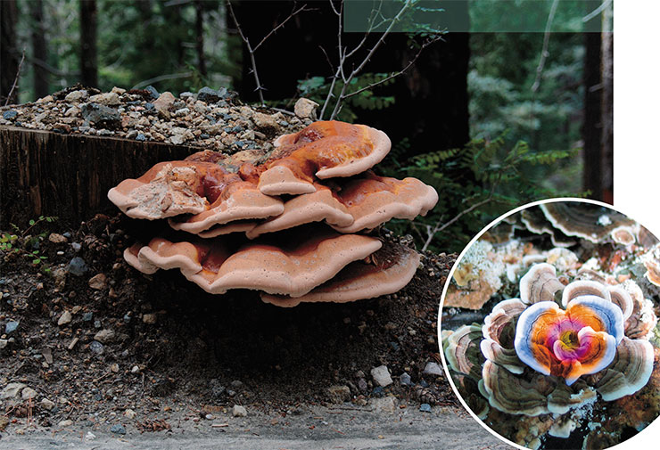 Macromycete fungus known as red-belted conk (Fomitopsis pinicola). Public Domain