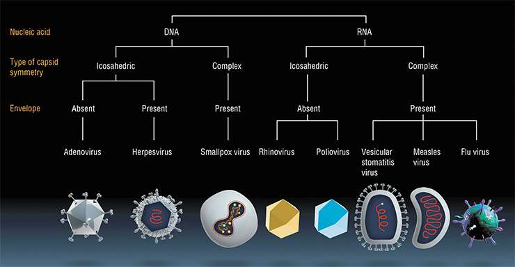 Families of oncolytic viruses capable of destroying cancer cells. Based on (Cattaneo, 2008)