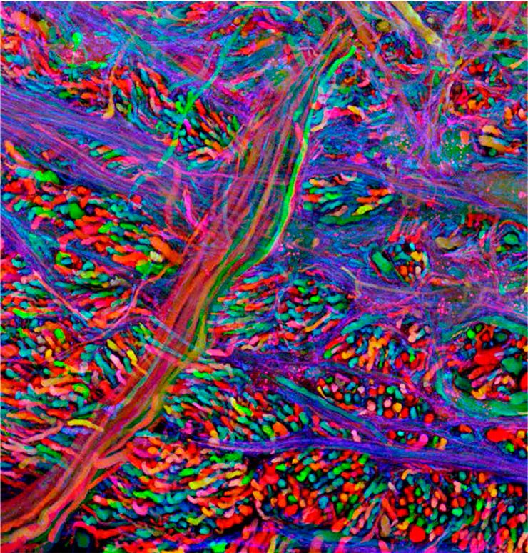 Credit: Livet, Weissman, Sanes, and Lichtman, Harvard University Credit: Livet, Weissman, Sanes, and Lichtman, Harvard University